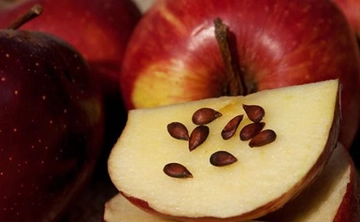 Elma Çekirdeğinin Faydaları Nelerdir? Elma Çekirdeğinin Faydaları Nelerdir?